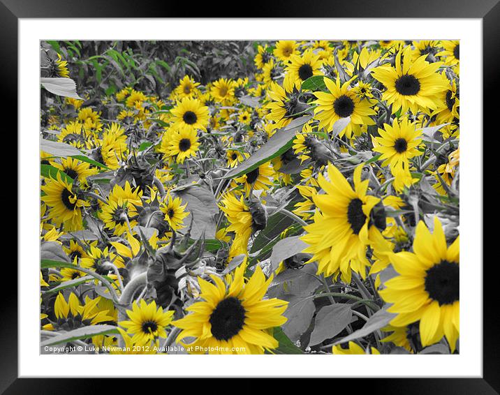 Sunflower Field Framed Mounted Print by Luke Newman