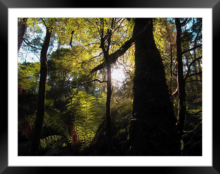 Great Ottway Rainforest Framed Mounted Print by Luke Newman