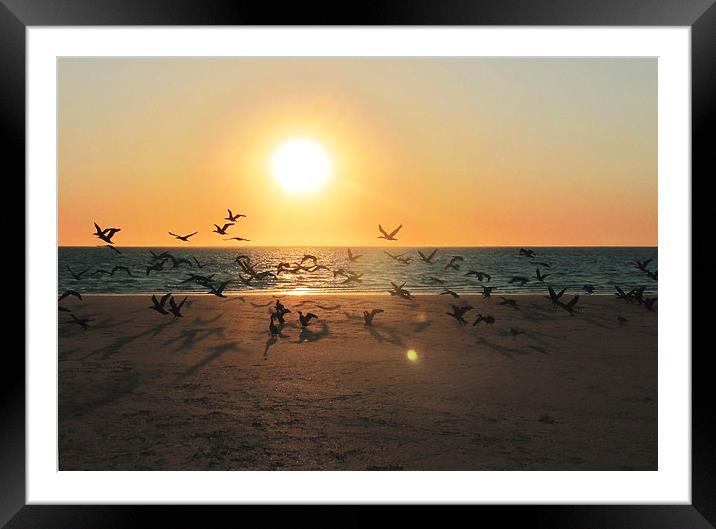 Sunset Migration, Coral Bay Framed Mounted Print by Luke Newman