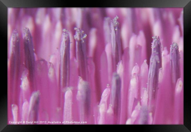 Nectar Beads on Pink Thistle Blossom Framed Print by Daryl Hill