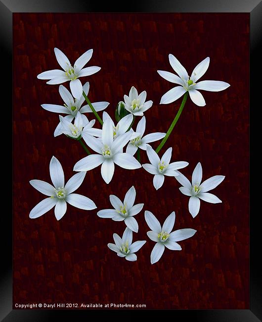 White Rain Lilies on Burnt Cherry Framed Print by Daryl Hill