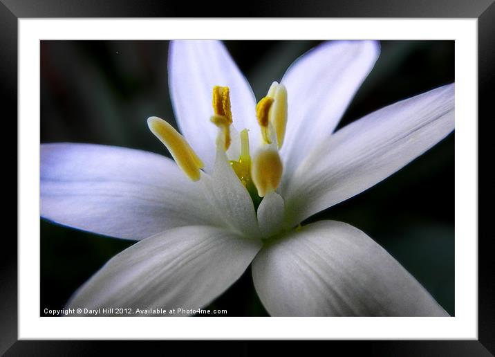 White Rain Lily Reproductive Parts Framed Mounted Print by Daryl Hill