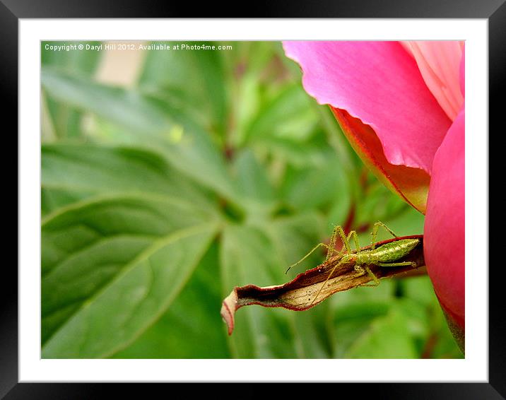 Red Eyed Assassin Bug Nymph Framed Mounted Print by Daryl Hill