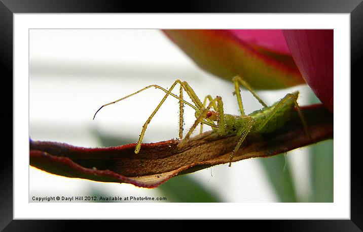 Assassin Bug Deadly Proboscis Framed Mounted Print by Daryl Hill