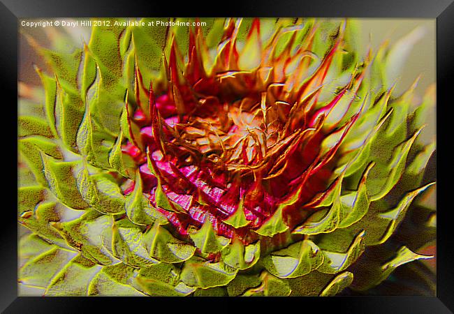 Canadian Thistle Seed Pod Framed Print by Daryl Hill