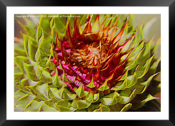 Canadian Thistle Seed Pod Framed Mounted Print by Daryl Hill
