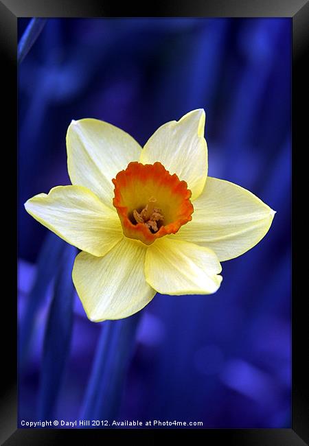 Yellow Daffodil on Blue Background Framed Print by Daryl Hill