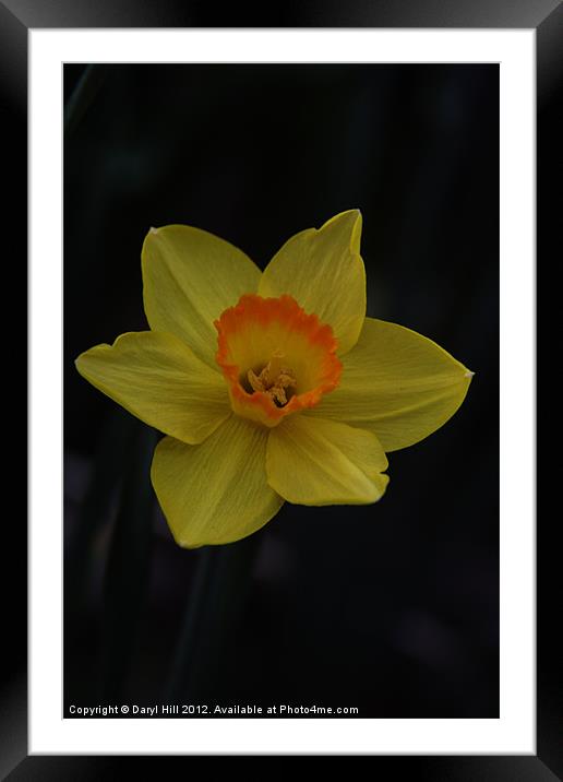 Orange Centered Yellow Daffodil Framed Mounted Print by Daryl Hill