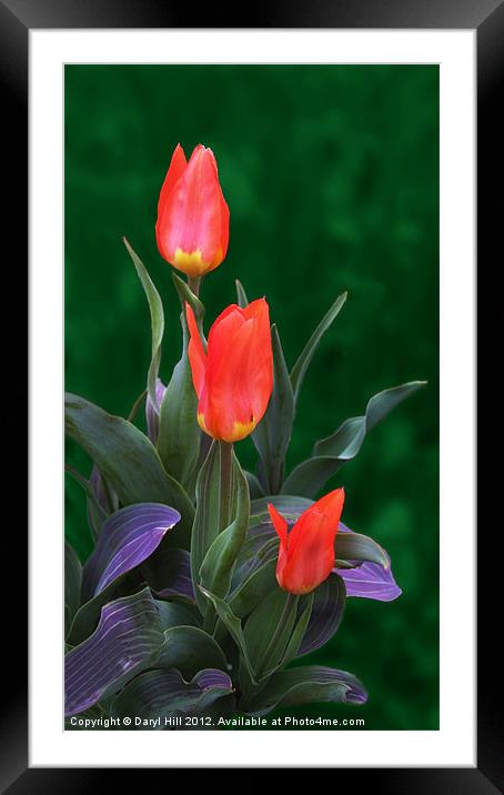 Three Red and Yellow Tulips Framed Mounted Print by Daryl Hill