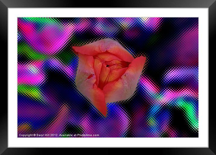 Red Tulip Bud on Stylized Framed Mounted Print by Daryl Hill
