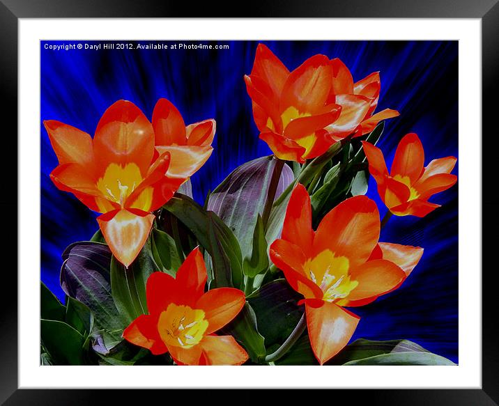 Seven Red and Yellow Tulips Framed Mounted Print by Daryl Hill