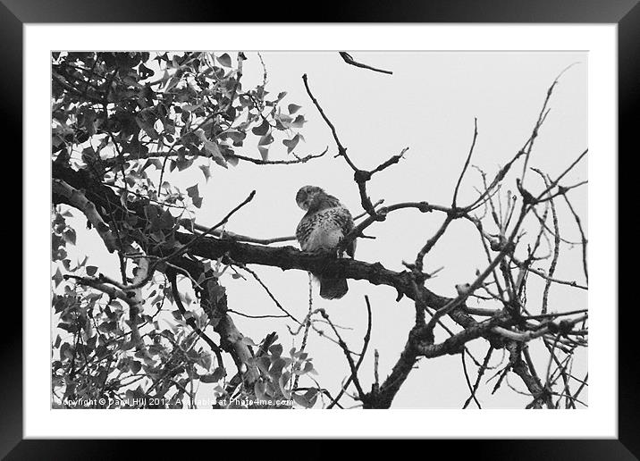 Curious Red Tailed Hawk Framed Mounted Print by Daryl Hill