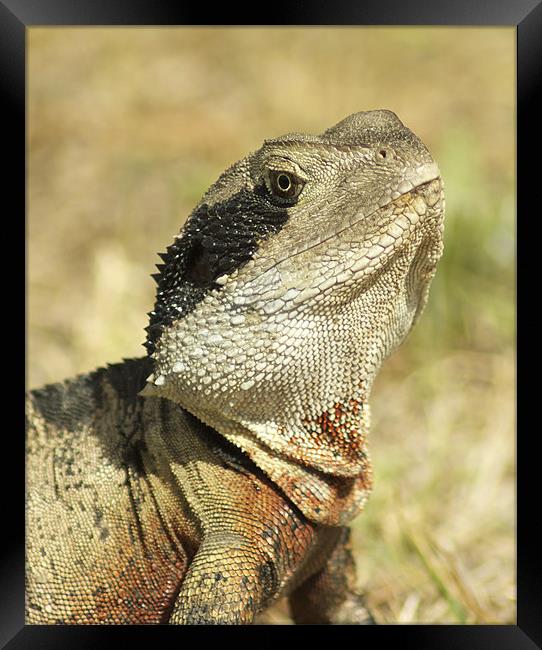 Portrait of a Dragon Framed Print by Sue Wotton