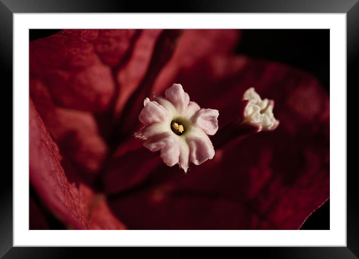 Bougainvillea Framed Mounted Print by Sue Wotton