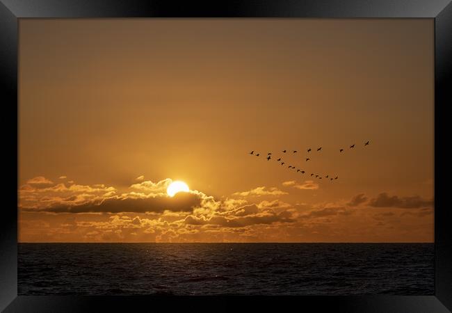 Geese flying over a warm and romantic sunset on th Framed Print by Ankor Light