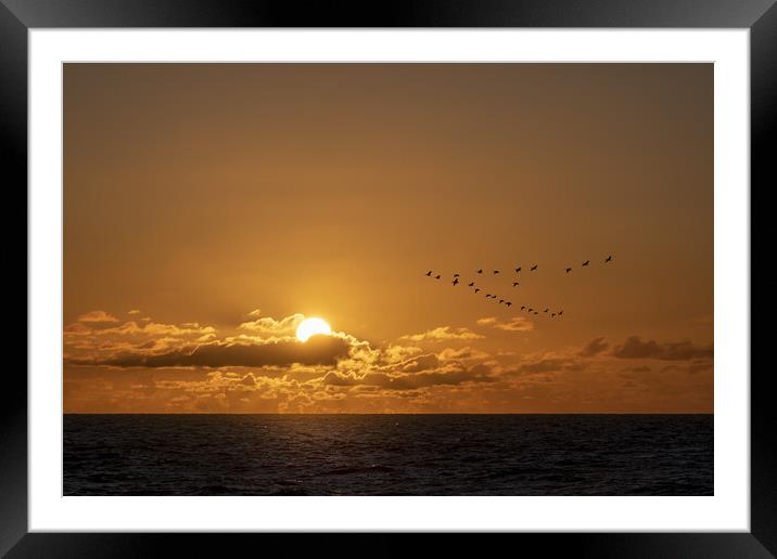 Geese flying over a warm and romantic sunset on th Framed Mounted Print by Ankor Light