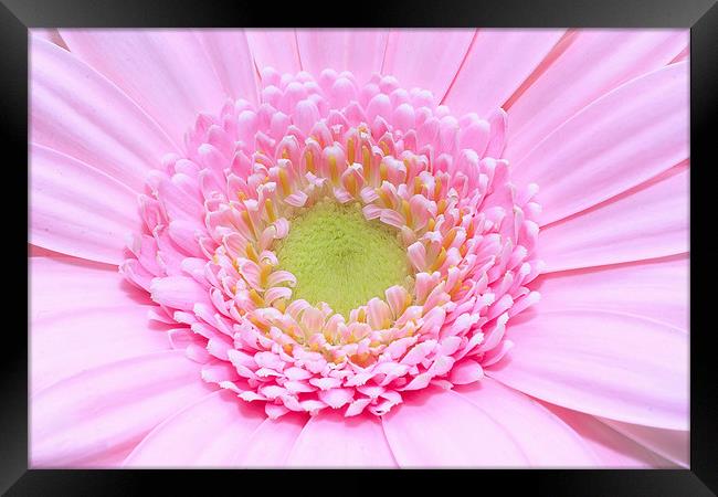 Macro of a pink Gerbera flower Framed Print by Ankor Light