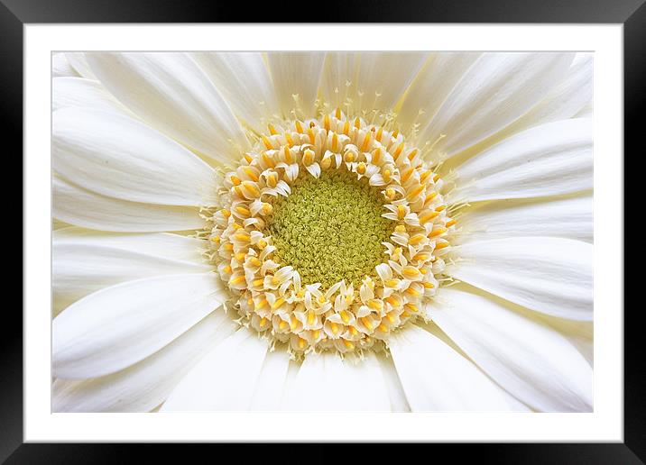 Gerbera White Flower Framed Mounted Print by Ankor Light