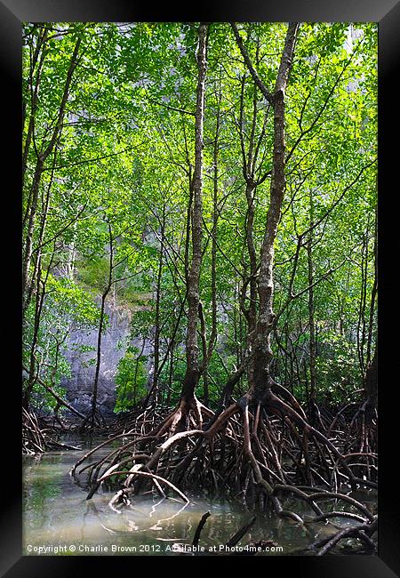 Mangrove Rain Forest Framed Print by Ankor Light