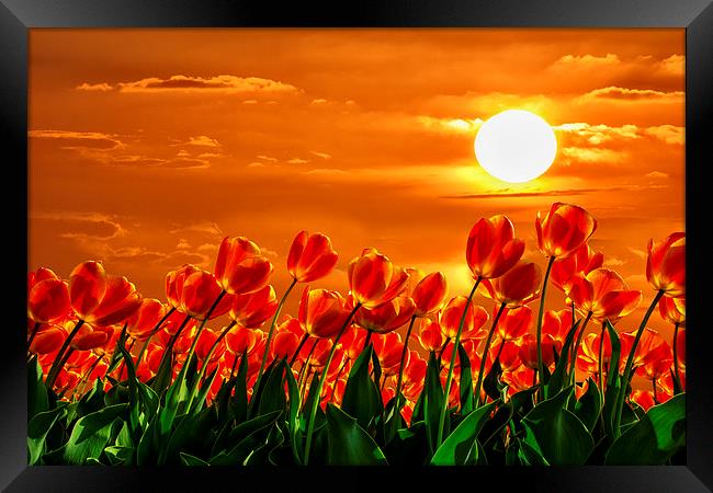 Valentine sunset red tulips flowers Framed Print by Ankor Light