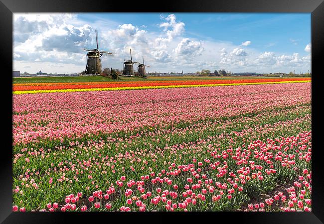 Windmills against the blooming tulip bulb farm lan Framed Print by Ankor Light