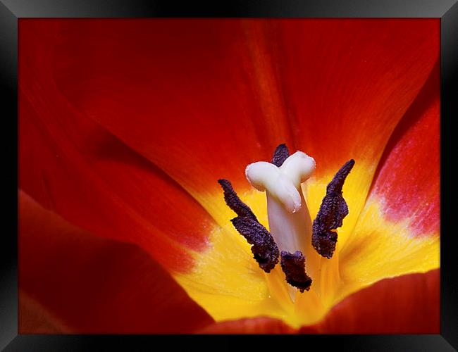  Red Tulip Framed Print by Ankor Light