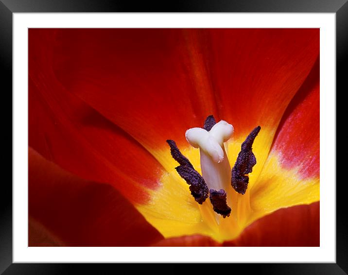  Red Tulip Framed Mounted Print by Ankor Light