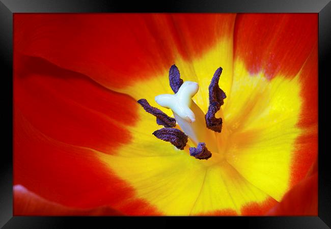 Red Tulip Framed Print by Ankor Light