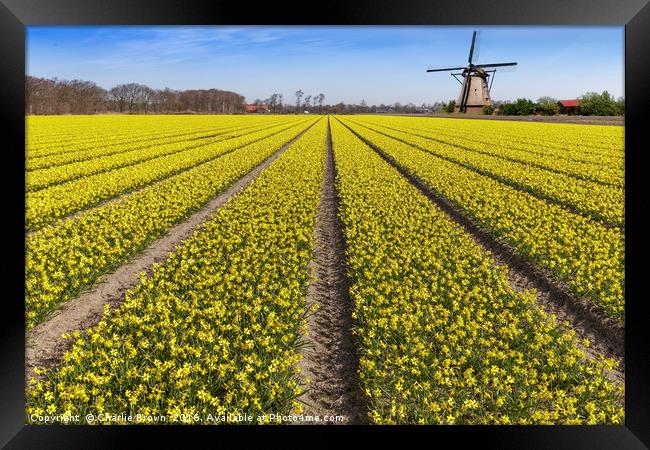 Daffodils bulb field with a windmill in the backgr Framed Print by Ankor Light