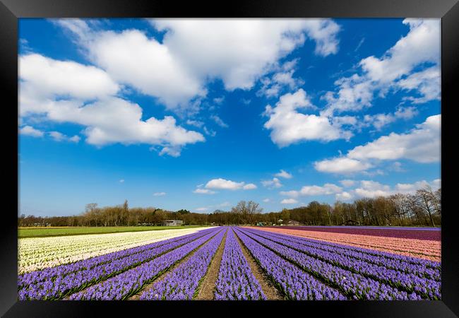 Multicolor hyacinth field Framed Print by Ankor Light