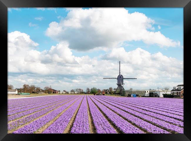 Multicolored hyacinth and tulip field Framed Print by Ankor Light