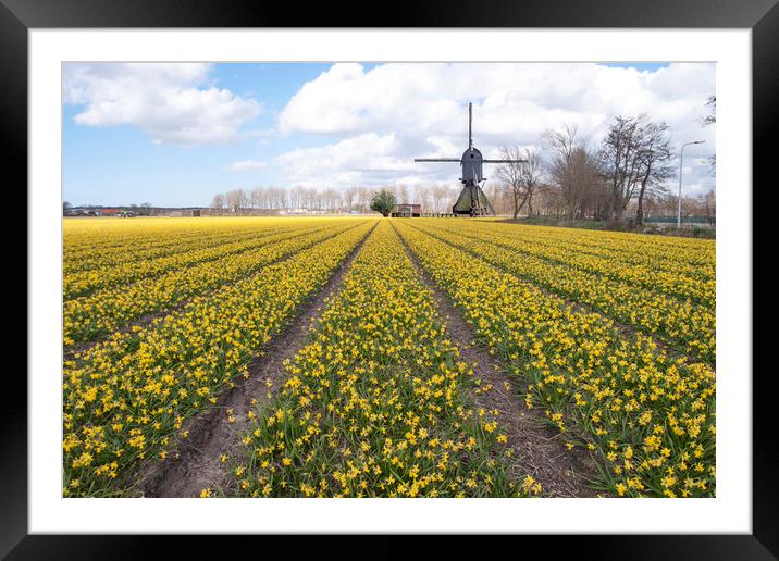 Yellow daffodil Framed Mounted Print by Ankor Light
