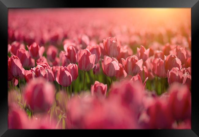 Red tulips sunset Framed Print by Ankor Light