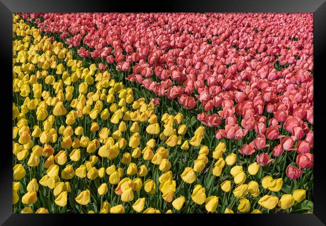 Bicolor tulipes Framed Print by Ankor Light