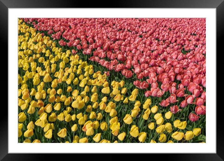Bicolor tulipes Framed Mounted Print by Ankor Light