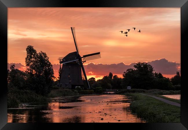 Group of duck flying over a windmill at the warm a Framed Print by Ankor Light