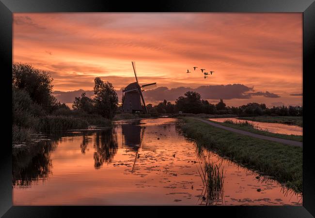 Group of duck flying over a windmill at the warm a Framed Print by Ankor Light
