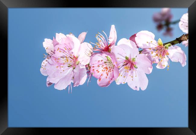 Sakura Japanese cherry blossom Framed Print by Ankor Light