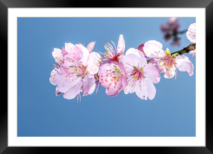 Sakura Japanese cherry blossom Framed Mounted Print by Ankor Light