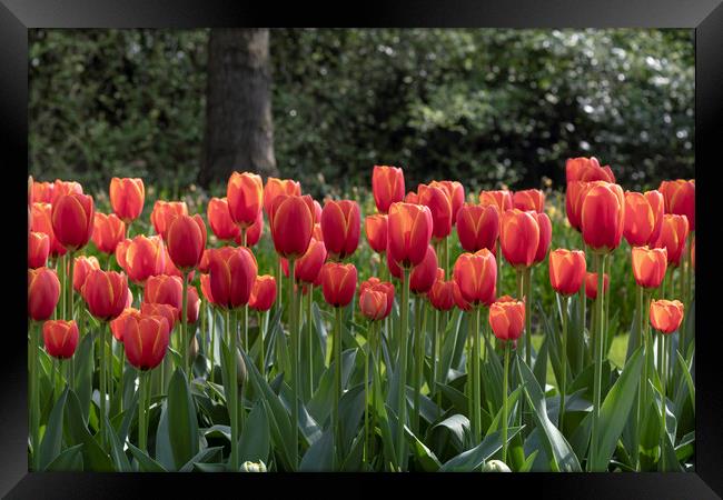 Fence of red tulips flowers Framed Print by Ankor Light