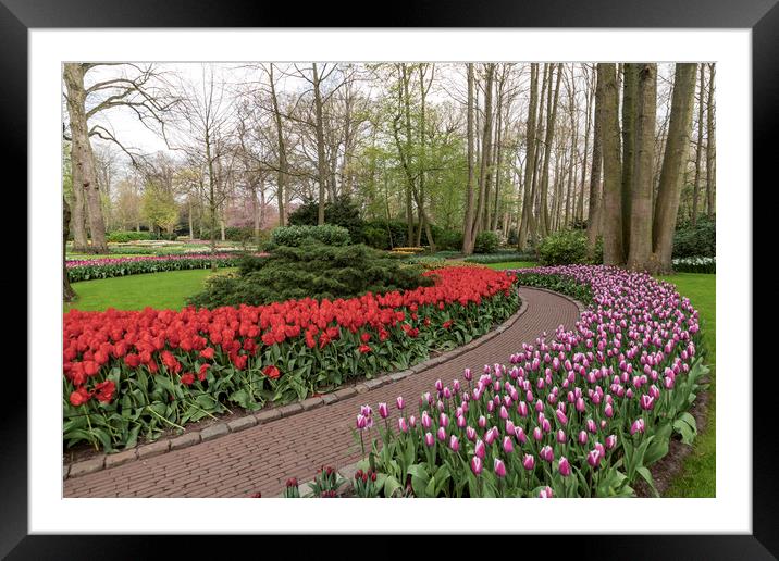 Pure red and pink white color tulips blossom Framed Mounted Print by Ankor Light