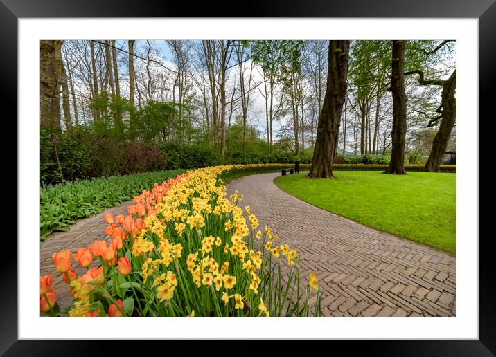 Yellow Daffodil and orange tulip blossom Framed Mounted Print by Ankor Light