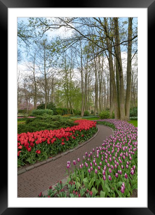 Pure red and pink white color tulips blossom Framed Mounted Print by Ankor Light