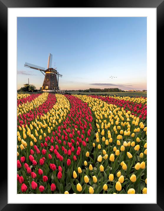 Duo color red and yellow tulips flowers Framed Mounted Print by Ankor Light