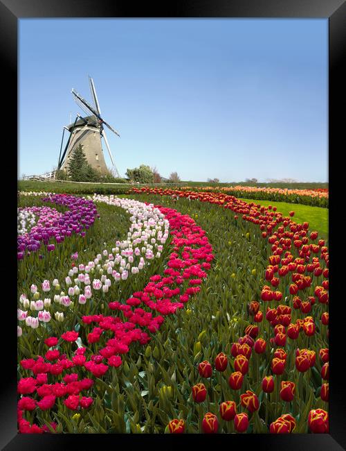 Colorful Dutch tulip farm nested to a majestic win Framed Print by Ankor Light