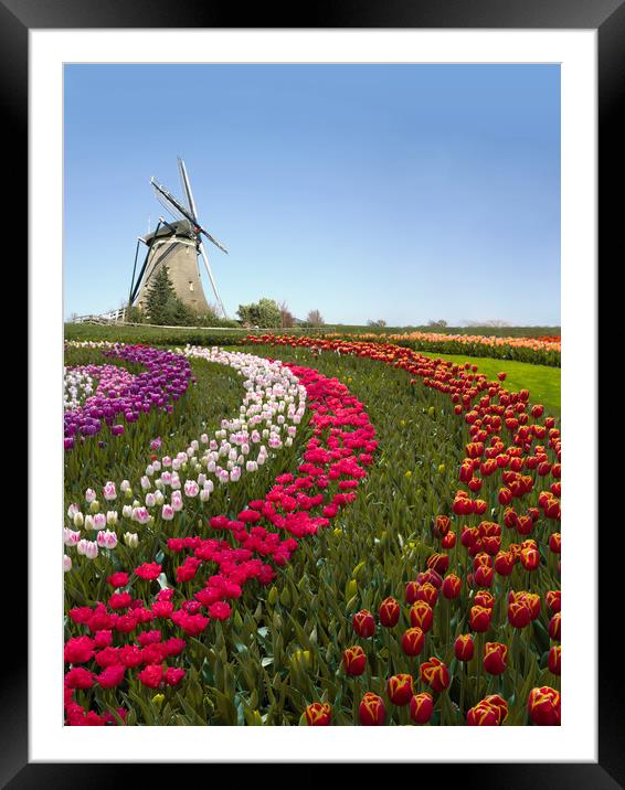Colorful Dutch tulip farm nested to a majestic win Framed Mounted Print by Ankor Light