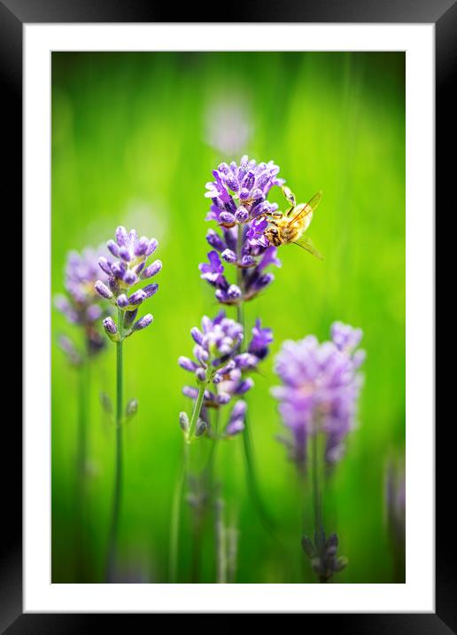 Honey bee landing on a blooming a purple lavender  Framed Mounted Print by Ankor Light