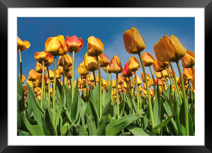 Up view of the tulips blossom to a pur blue sky in Lisse tulip bulb farm, Netherlands Framed Mounted Print by Ankor Light