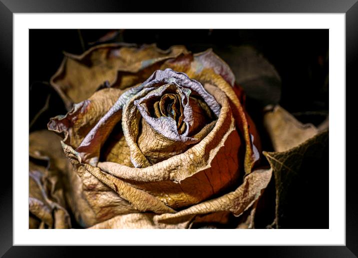 Dried and dead rose flower close up Framed Mounted Print by Ankor Light
