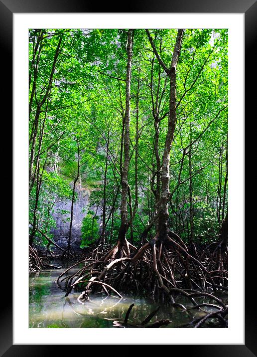 Mangrove rain forest Framed Mounted Print by Ankor Light